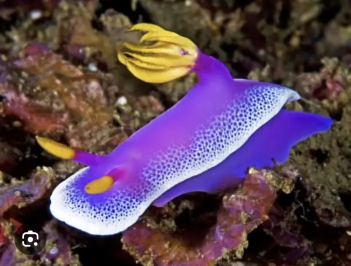 🔥 [UPDATE!] Merged Lands RP Script – ESP, AutoFarm (2026) Roblox Script for [UPDATE!] Merged Lands RP